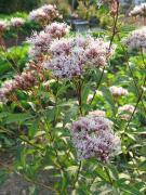 Eupatorium fortunei Turcz
